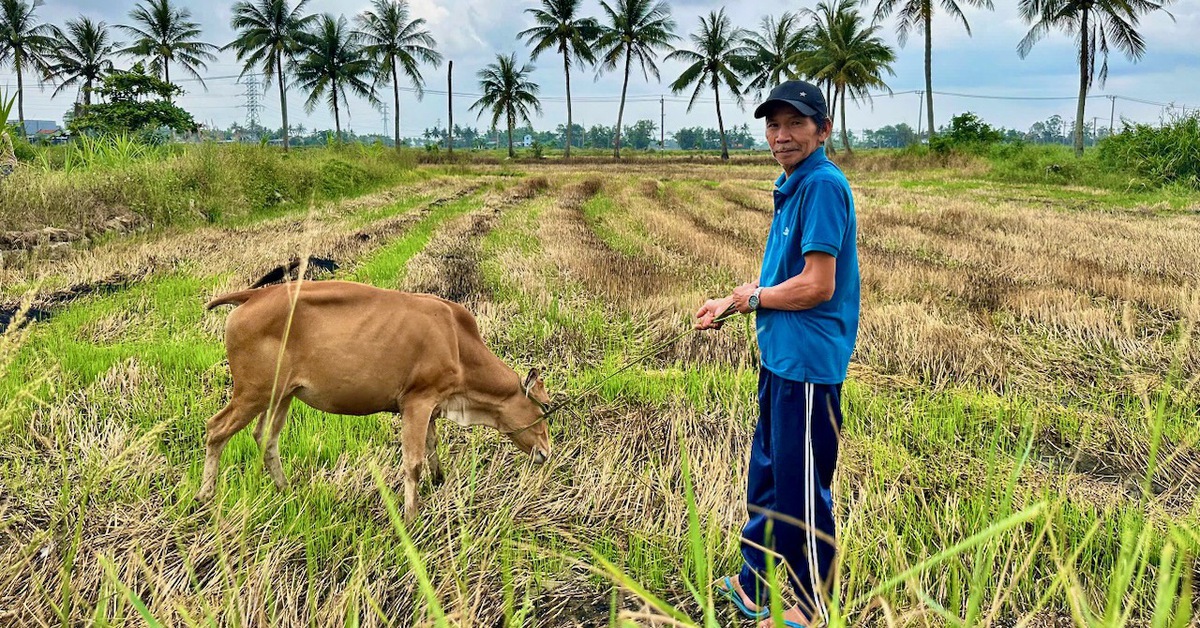Tuổi trẻ quân đội tặng con giống, trao sinh kế cho dân vùng lũ