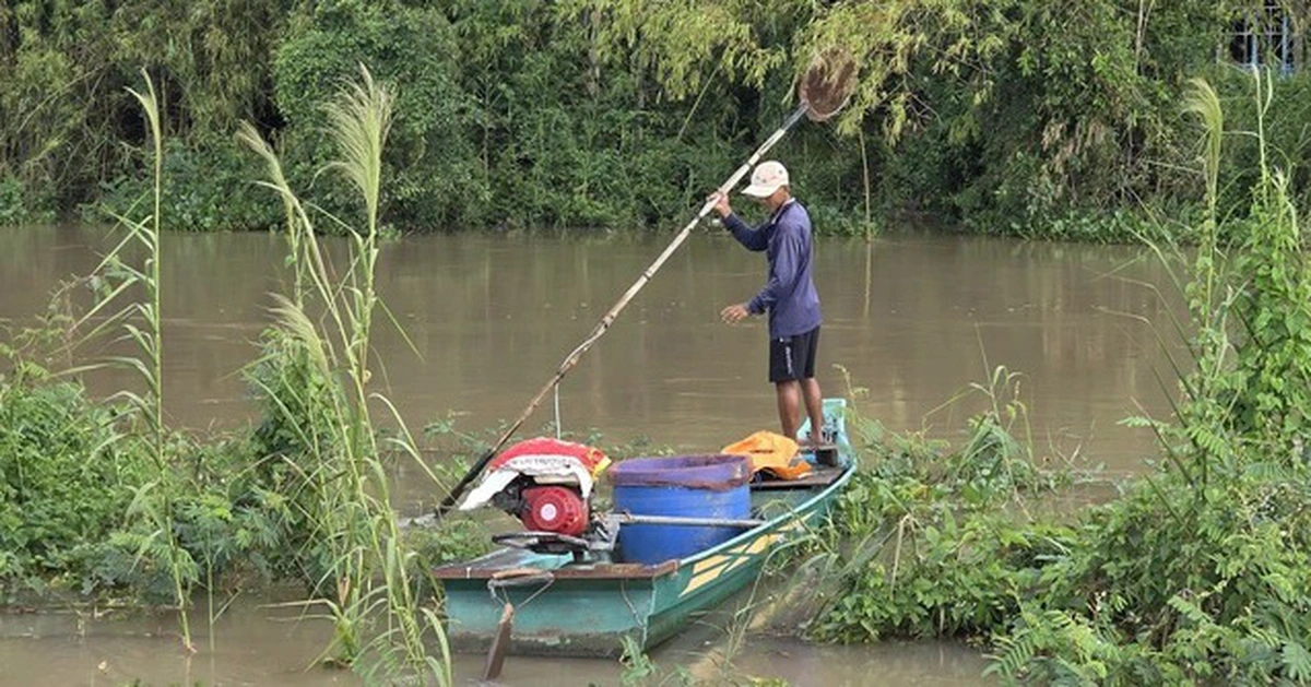 Ốc, vẹm, tôm, cua nhỏ, cá con, trứng cá đều bị diệt sạch với một phát bắn súng điện