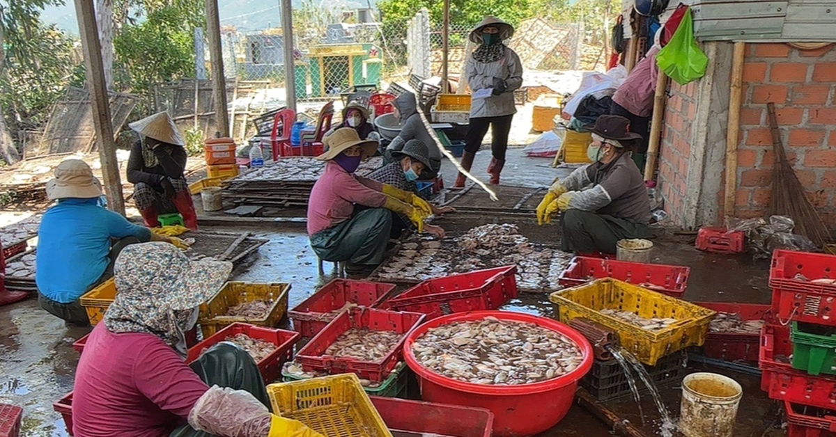 Xử lý quyết liệt các hộ sơ chế mực xà gây ô nhiễm tại Đề Gi