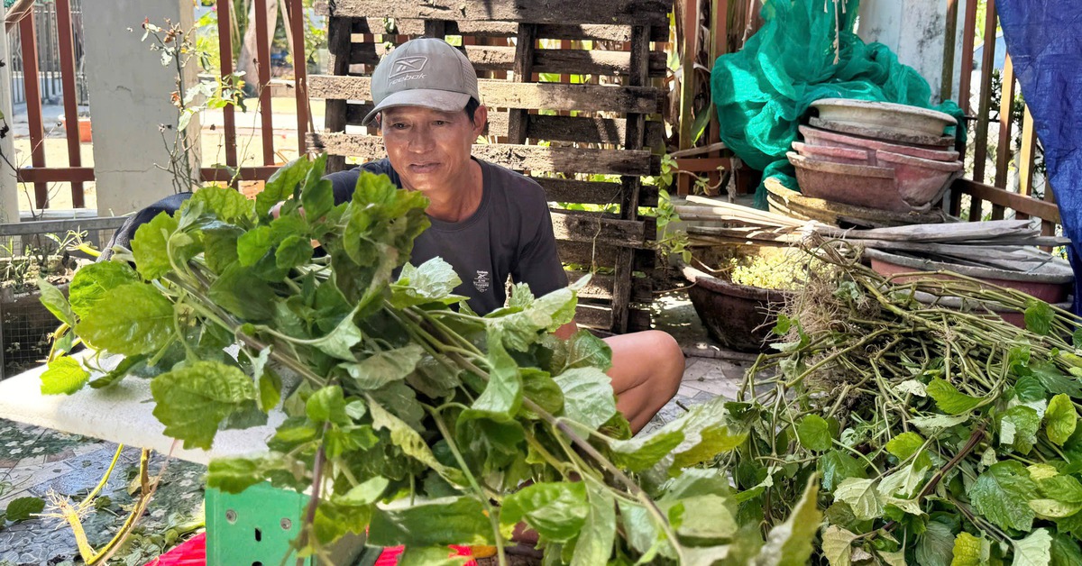 Đồng 'lá thơm' ở Đà Nẵng mùa thu hoạch, từ đầu làng cuối xóm ngát hương