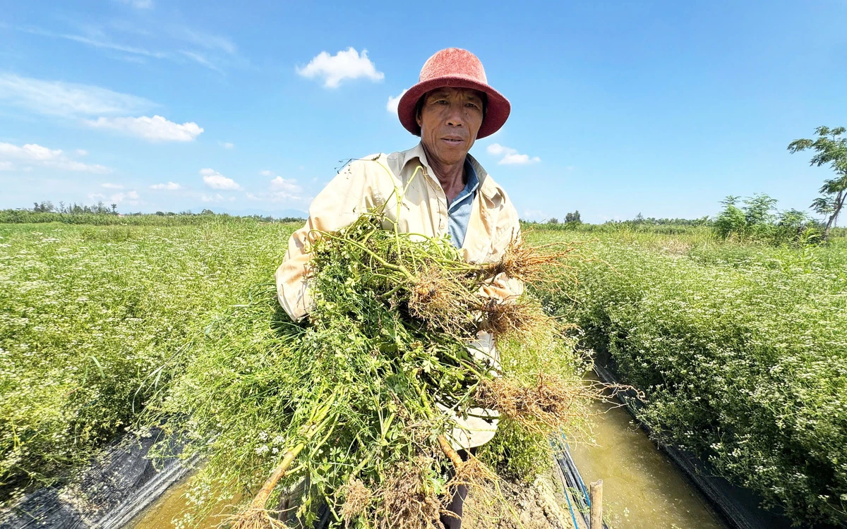 Đồng 'lá thơm' ở Đà Nẵng mùa thu hoạch, từ đầu làng cuối xóm ngát hương