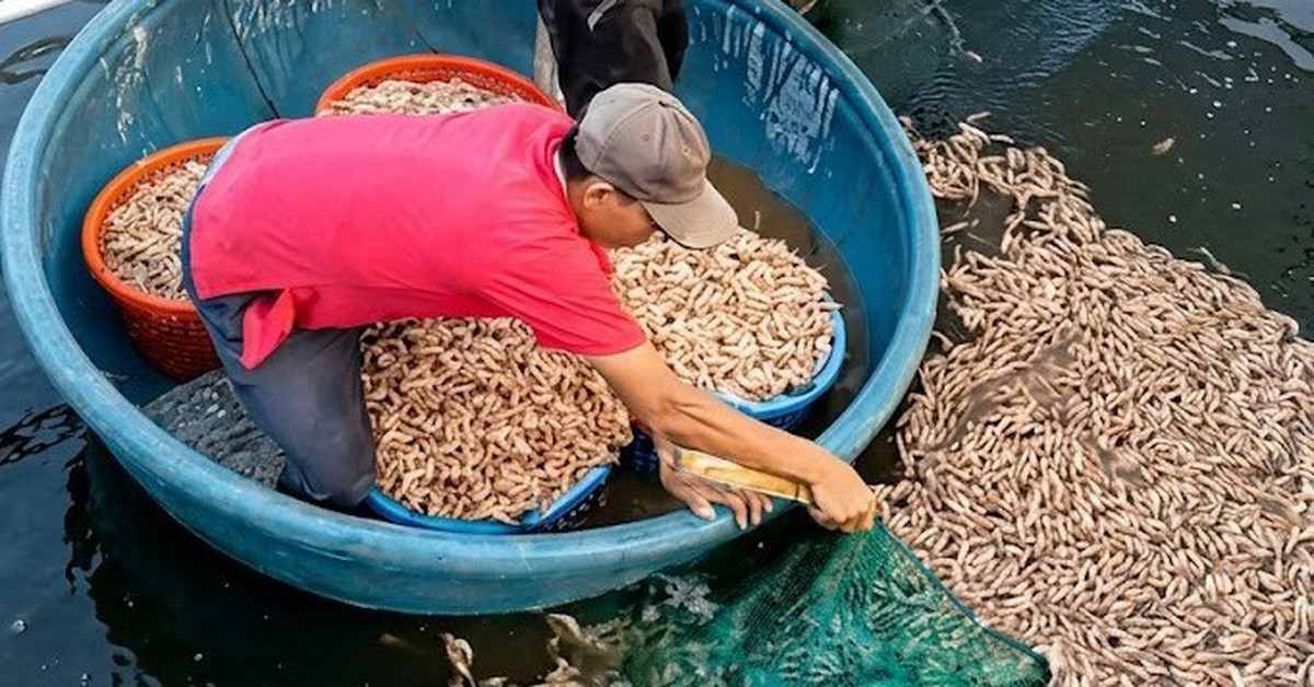 Hồ tôm nghi bị đầu độc chết sạch, công an vào cuộc điều tra 8 túi đất đèn dưới đáy hồ