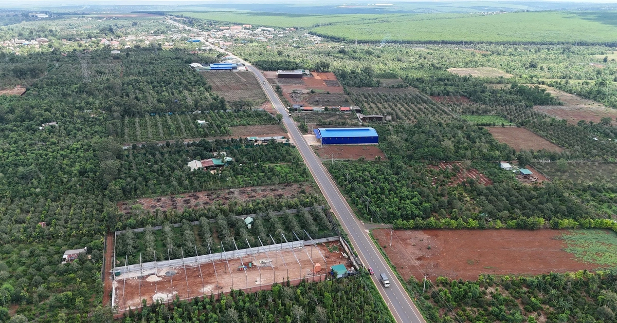 Xã lập tổ xử lý 'nóng' hàng loạt kho sầu riêng xây không phép