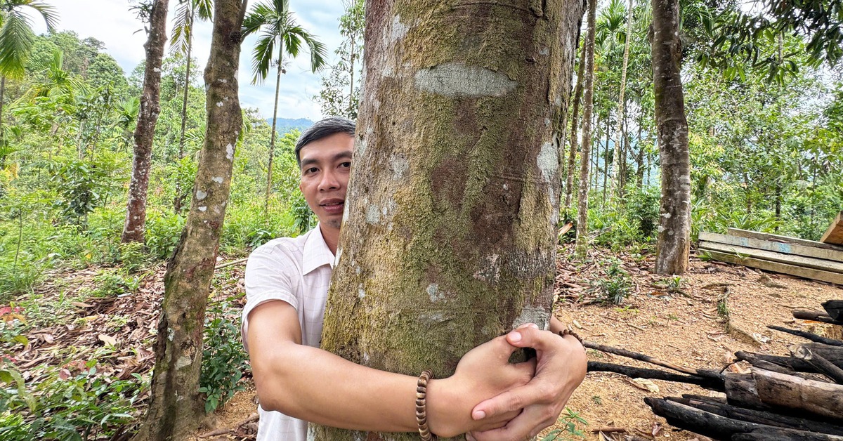 Vào vùng 'cao sơn ngọc quế' Trà Leng, nơi có nhiều vườn cây 'khủng'