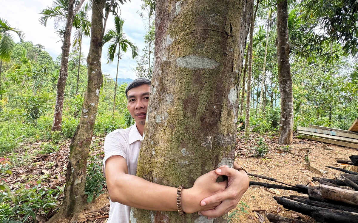 Vào vùng 'cao sơn ngọc quế' Trà Leng, nơi có nhiều vườn cây 
