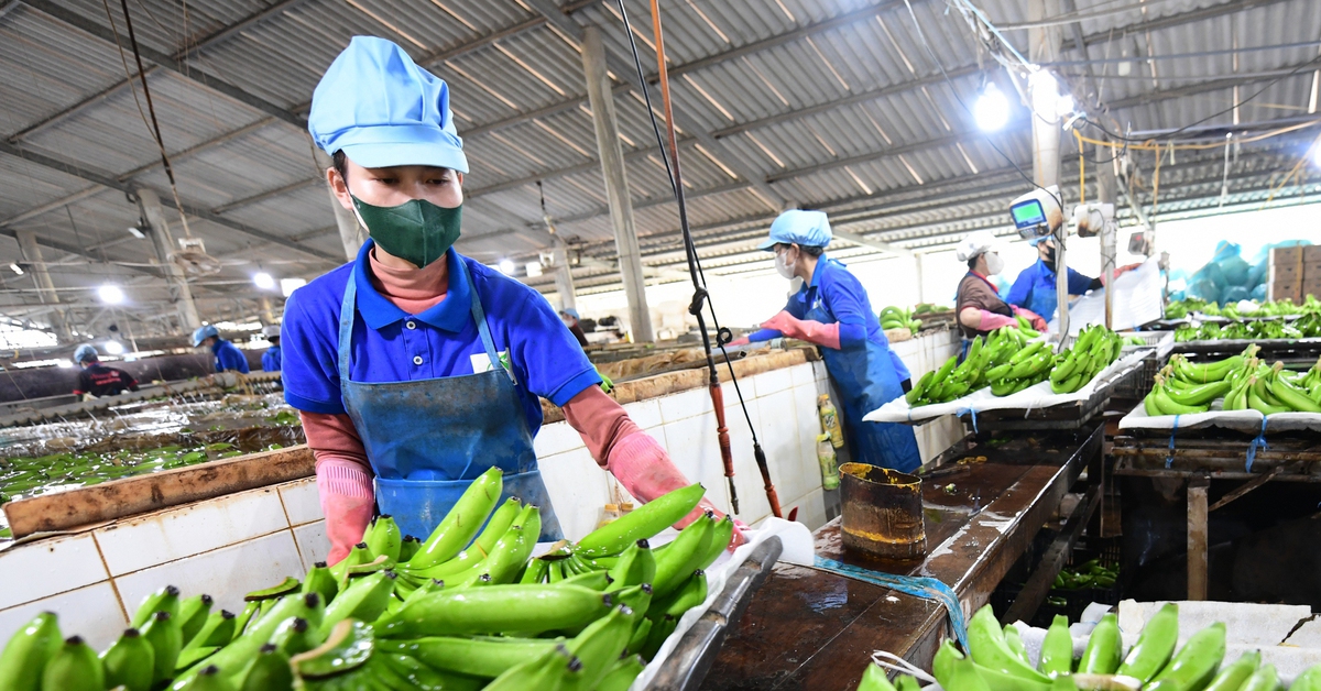 Hàng Việt trong chuỗi ASEAN: Nhiều cơ hội và sức ép cạnh tranh từ thị trường gần