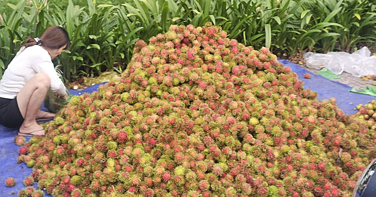Giá trái cây tại vườn rẻ rề, ra đến chợ tăng gấp 4-5 lần