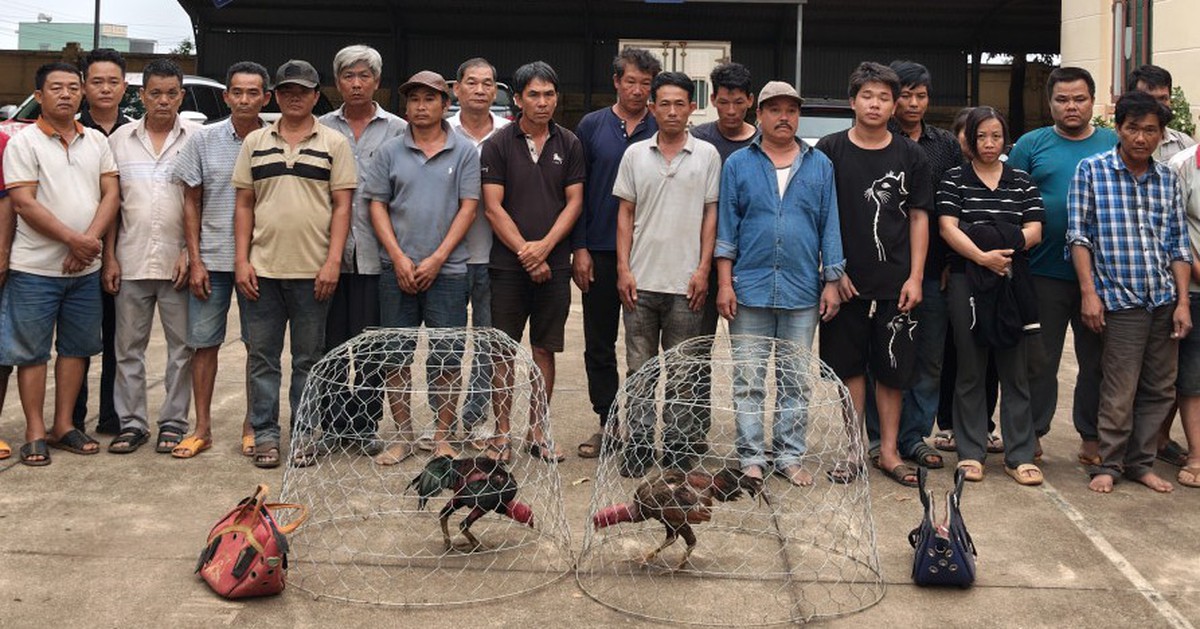 Bắt quả tang 31 người chơi đá gà ăn tiền