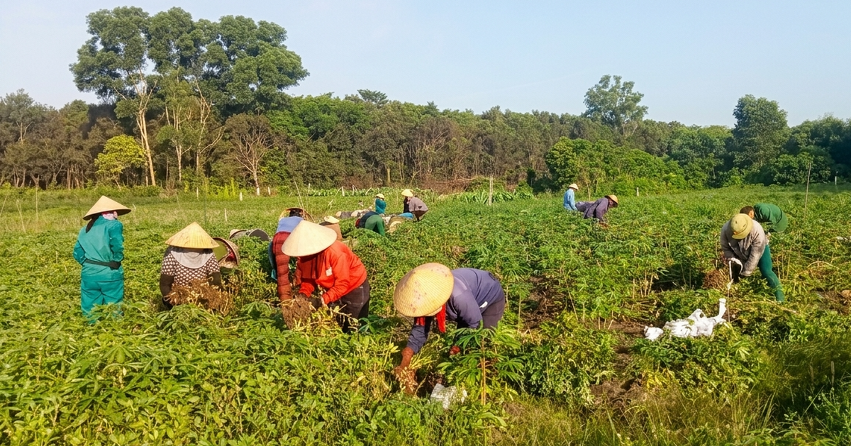 Những 'mùa vàng' ở xã ven biển Vĩnh Hoàng