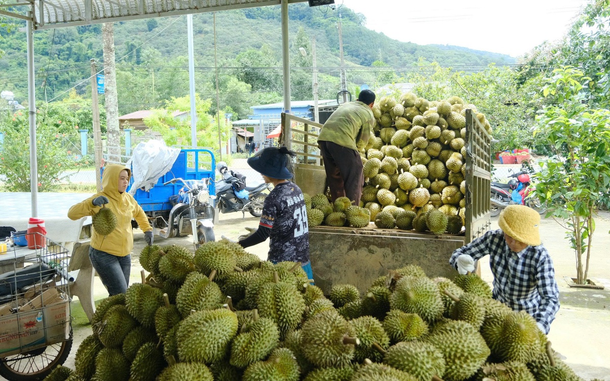 Lam Dong cracks down on illegal durian planting code trading