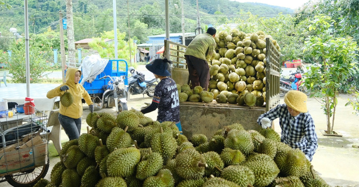 Lâm Đồng chấn chỉnh tình trạng mua bán, cho mượn mã số vùng trồng sầu riêng