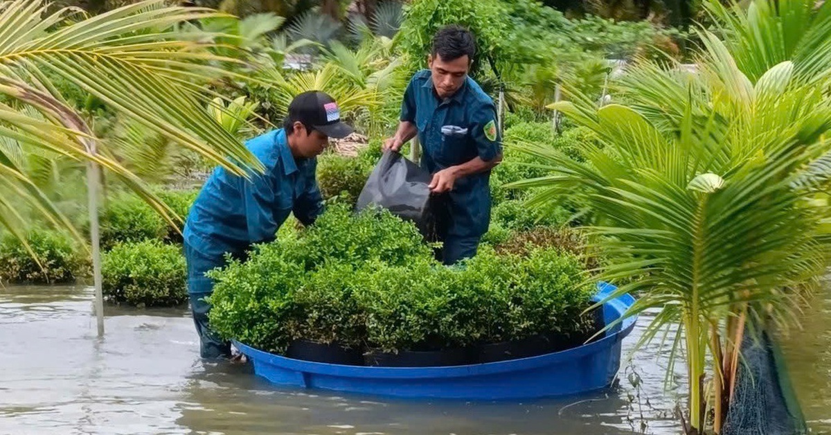 Sa Đéc mời chuyên gia tìm giải pháp chống ngập đô thị do mưa và triều cường