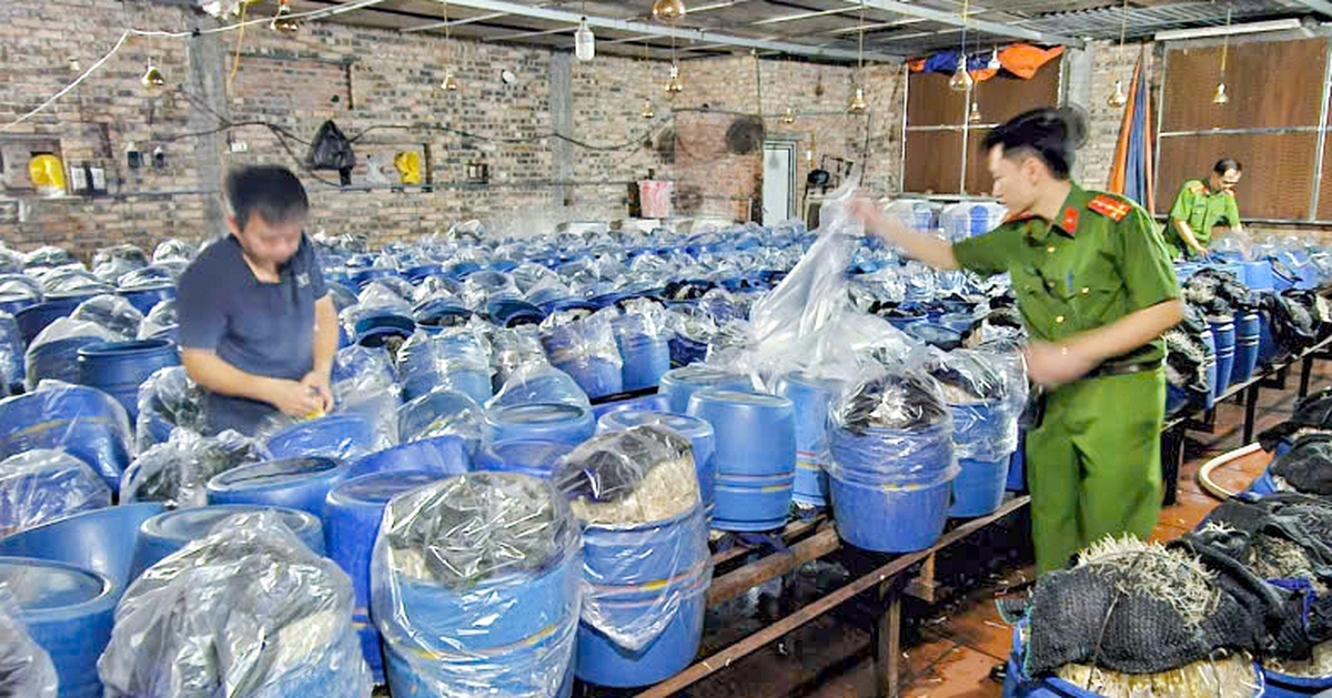 Bắt tạm giam 3 chủ cơ sở dùng hóa chất 6-BAP sản xuất gần 1.000 tấn giá đỗ