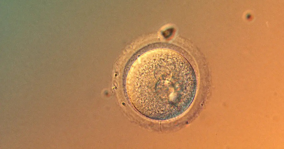 Lần đầu chỉnh sửa chính xác gene trong phôi người, mở ra cơ hội và tranh cãi mới