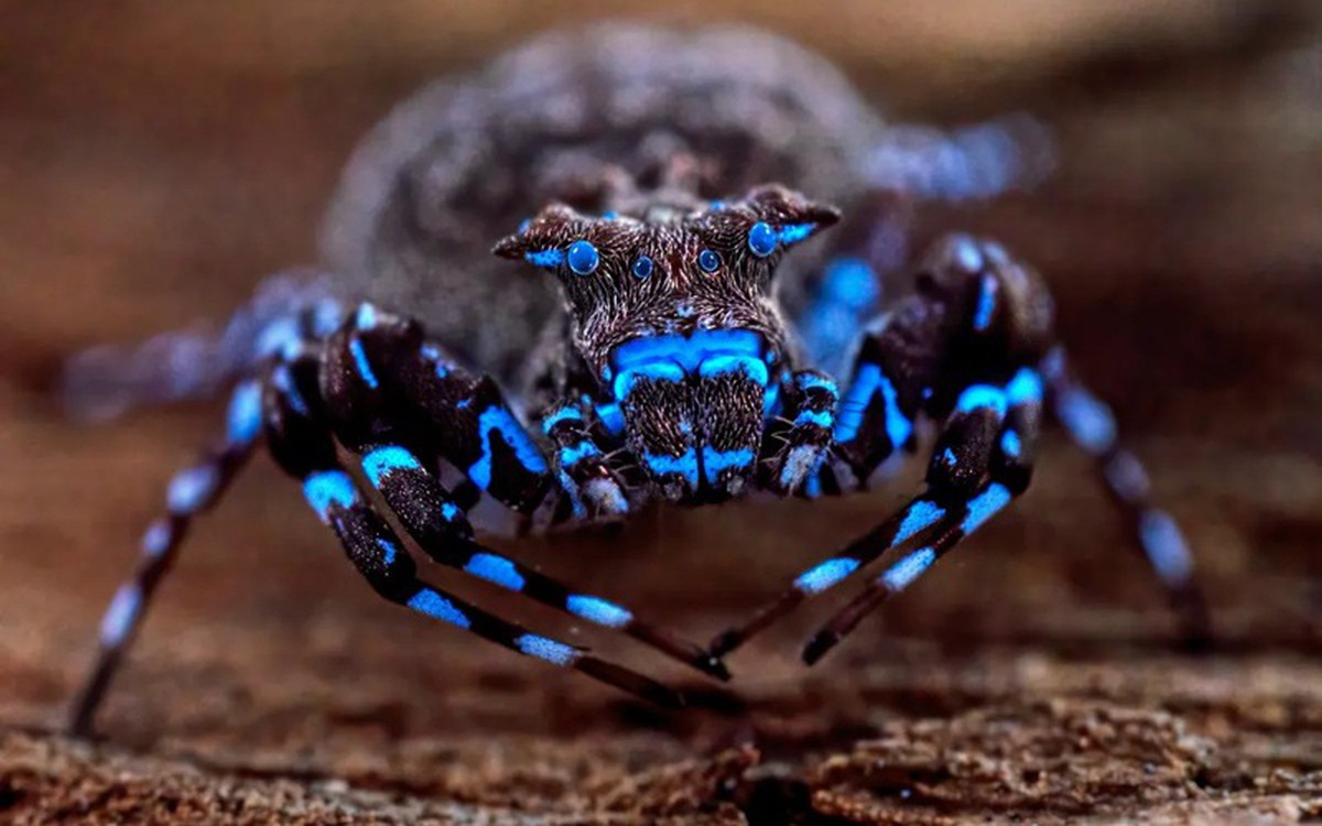 Angola Survey Discovers Over 70 New Species, Including Blue-Glowing Spider
