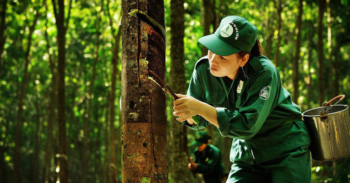 Vì sao Tập đoàn Công nghiệp cao su Việt Nam không bị hủy tư cách công ty đại chúng?