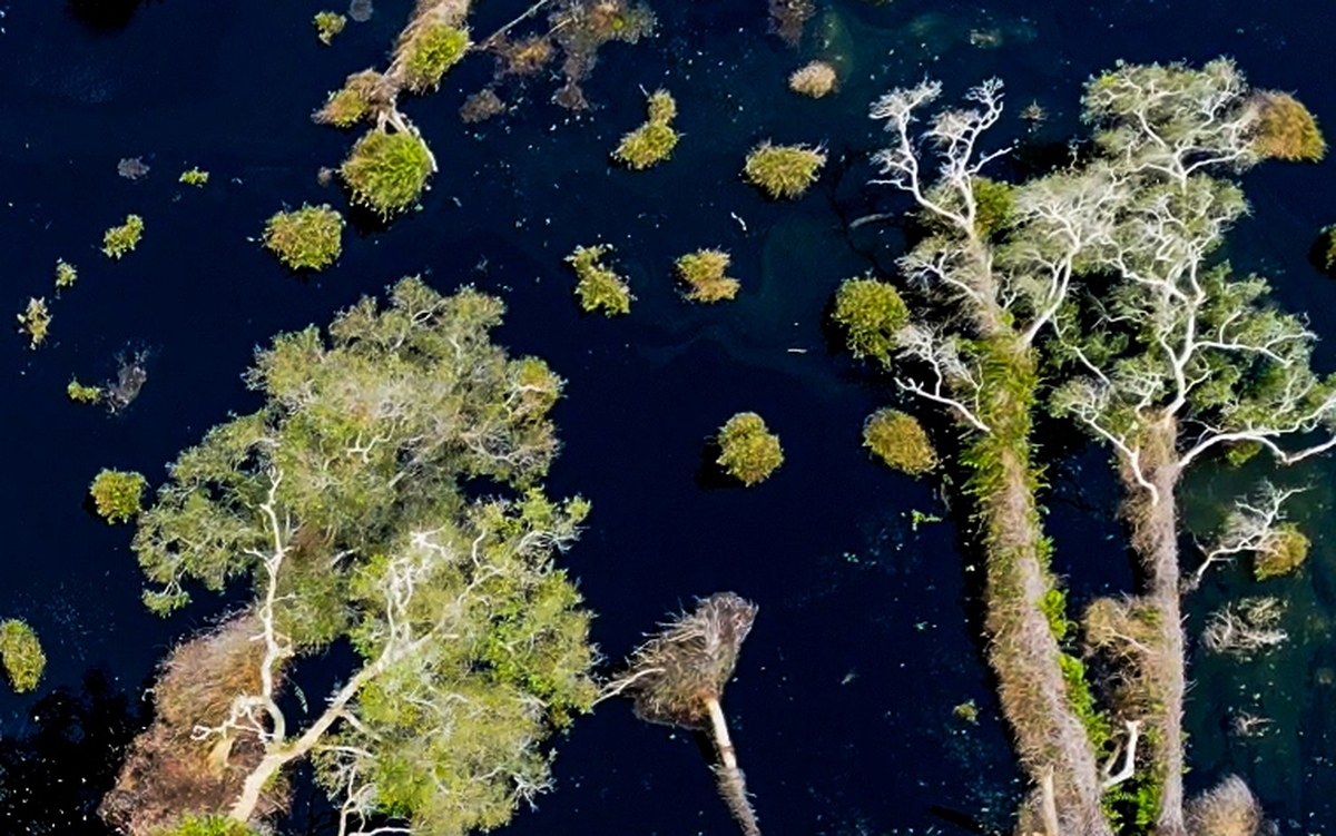 Hundreds of Hectares of Cajeput Forest in U Minh Ha National Park Degrade