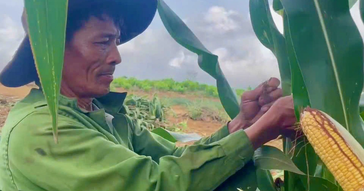 Trồng bắp sinh khối, nông dân lãi đậm