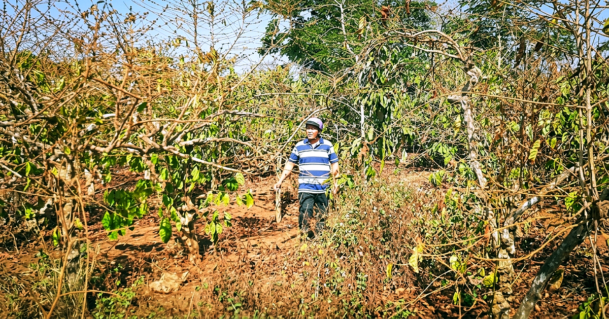 Vụ cổ phần hóa Công ty Cà phê Gia Lai: Yêu cầu ký hợp đồng giao khoán