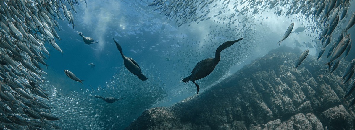 Why the world dedicates a day to honor the ocean?