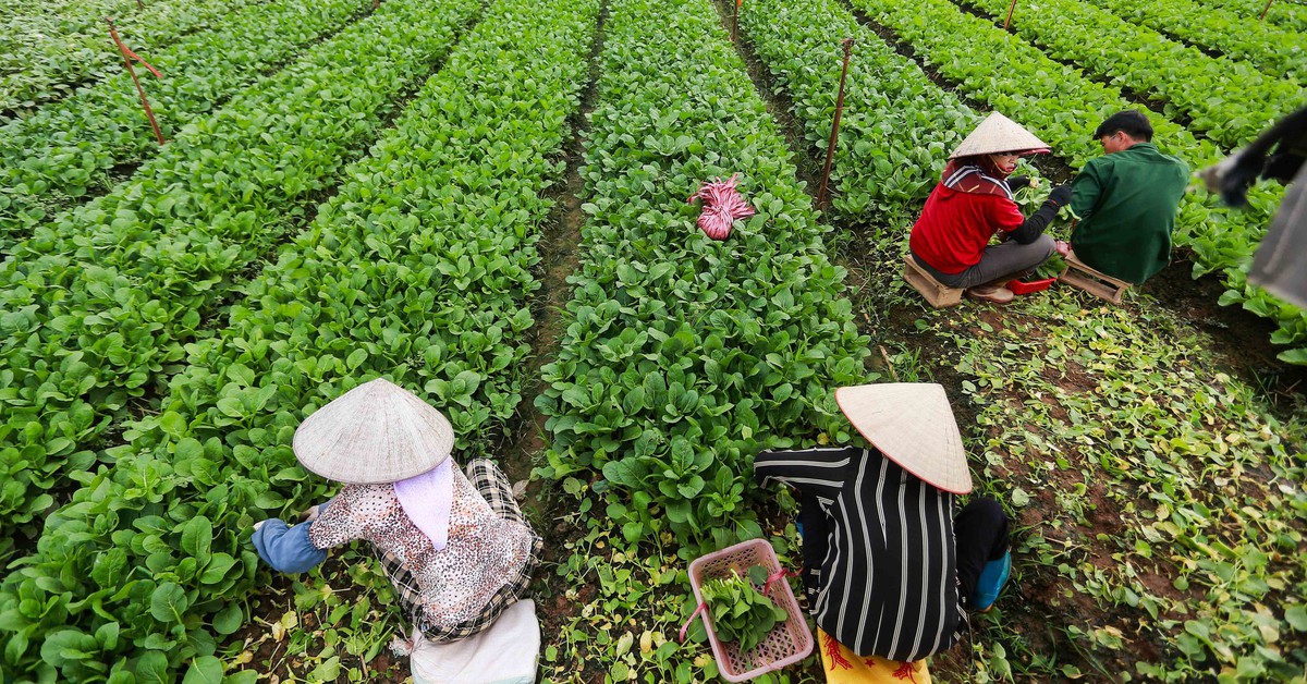 Việt Nam sắp có thêm tiêu chuẩn rau an toàn, nhưng không thay thế VietGAP