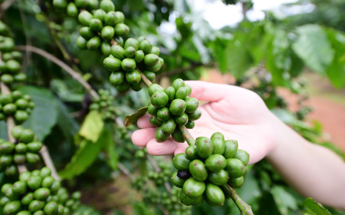 Ngành cà phê cần cải thiện sức khỏe đất, nguồn nước để tăng giá trị sản phẩm