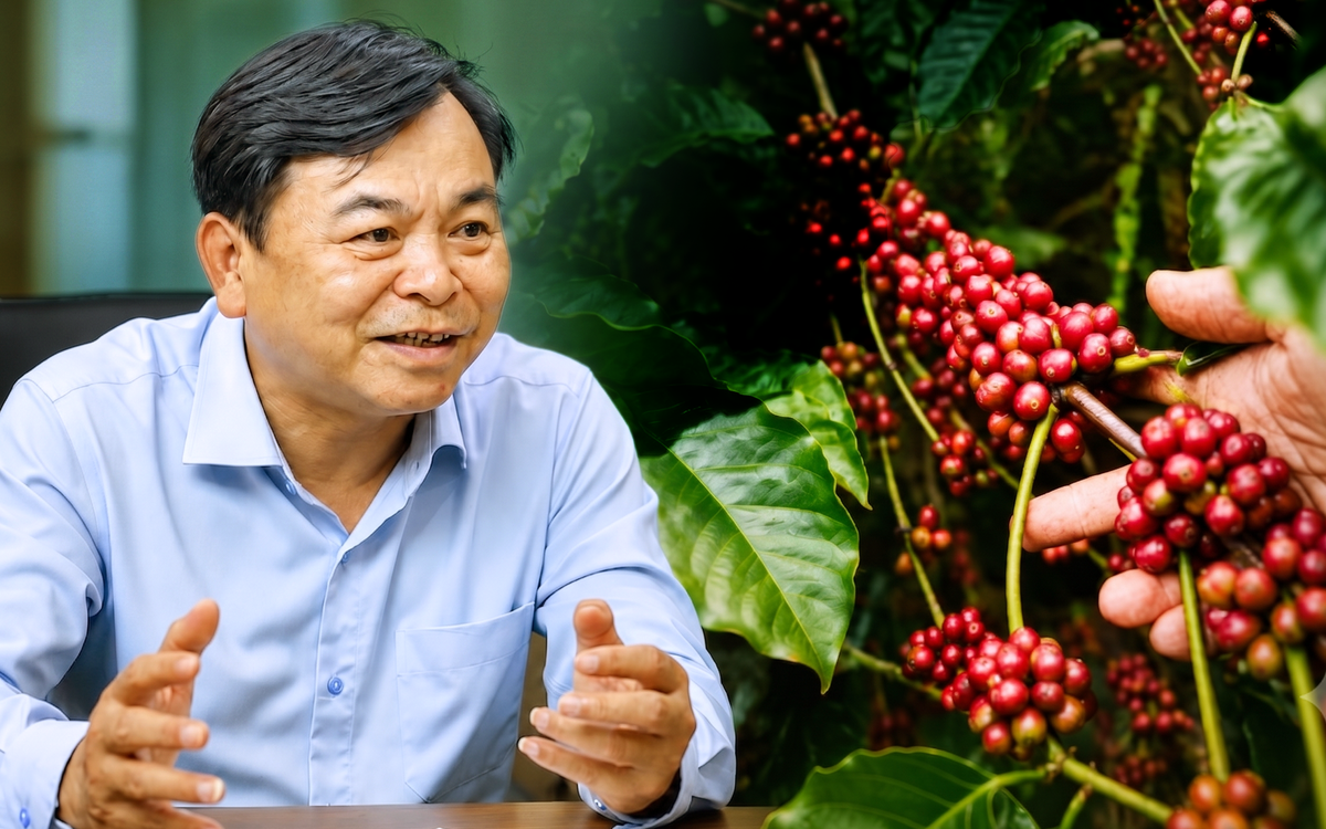 Bộ NN&MT: Xây dựng thương hiệu quốc gia cho cà phê Robusta Việt Nam