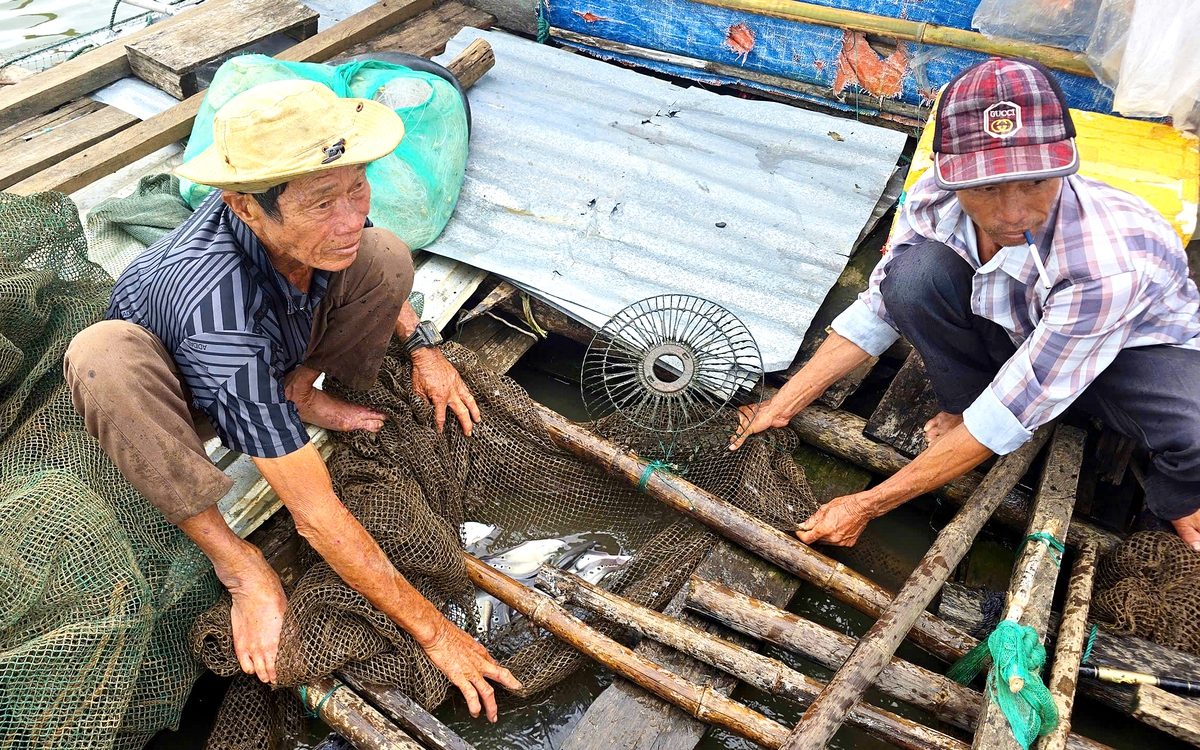 Ảnh minh hoạ cho Doanh nghiệp và người nuôi cá trong hồ thủy lợi Ia Mơ đạt 'tiếng nói chung'