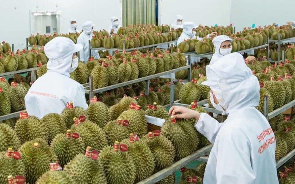 Sầu riêng Việt Nam có thêm thị trường xuất khẩu hơn 1 tỉ dân