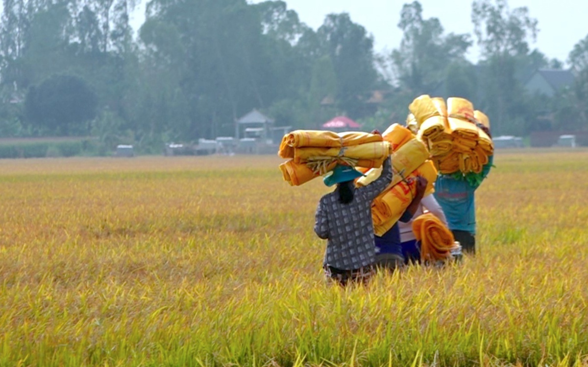 Nông dân Đồng Tháp thu hoạch lúa hè thu, lợi nhuận không cao do chi phí tăng