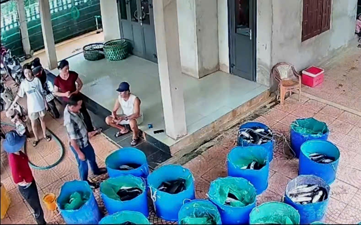 Hồ cá lóc hơn 3 tấn bị sét đánh, hàng xóm vừa mua ủng hộ vừa lên mạng rao giúp