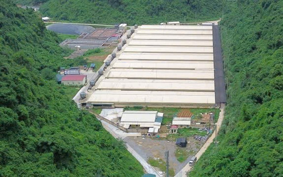 Khởi tố vụ án tai nạn lao động làm 5 người chết tại trại nuôi heo ở Thanh Hóa