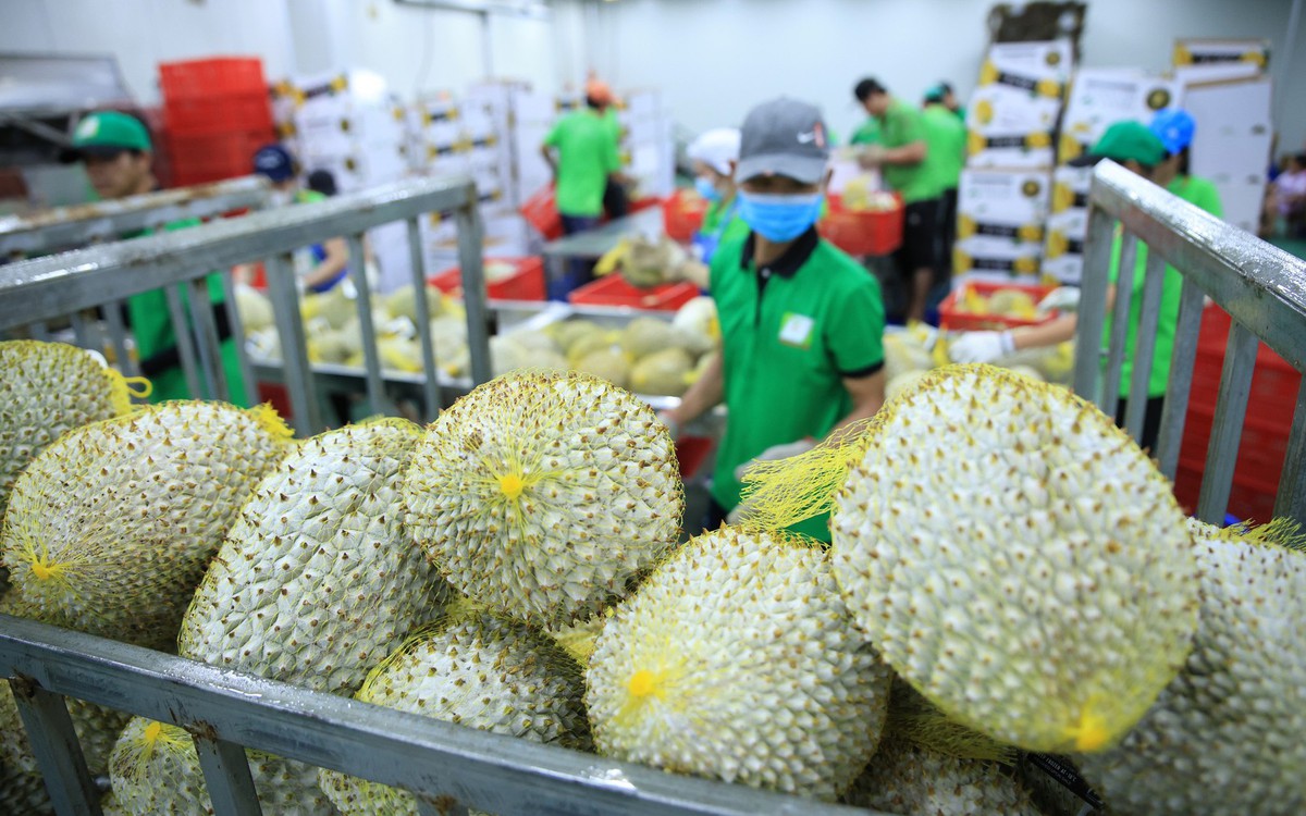 Làm gì để xuất khẩu nông, lâm, thủy sản đạt 100 tỉ USD?