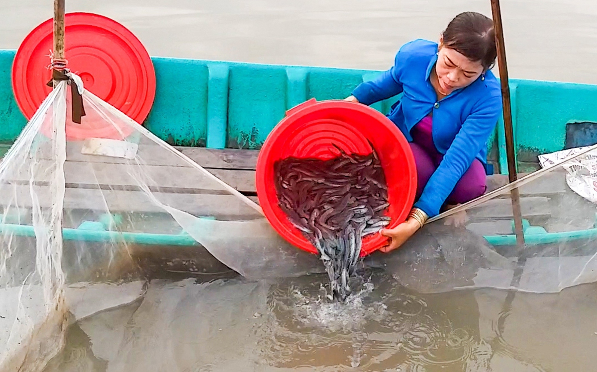 Giá cá kèo tăng gấp rưỡi, nông dân Cà Mau tất bật thả con giống