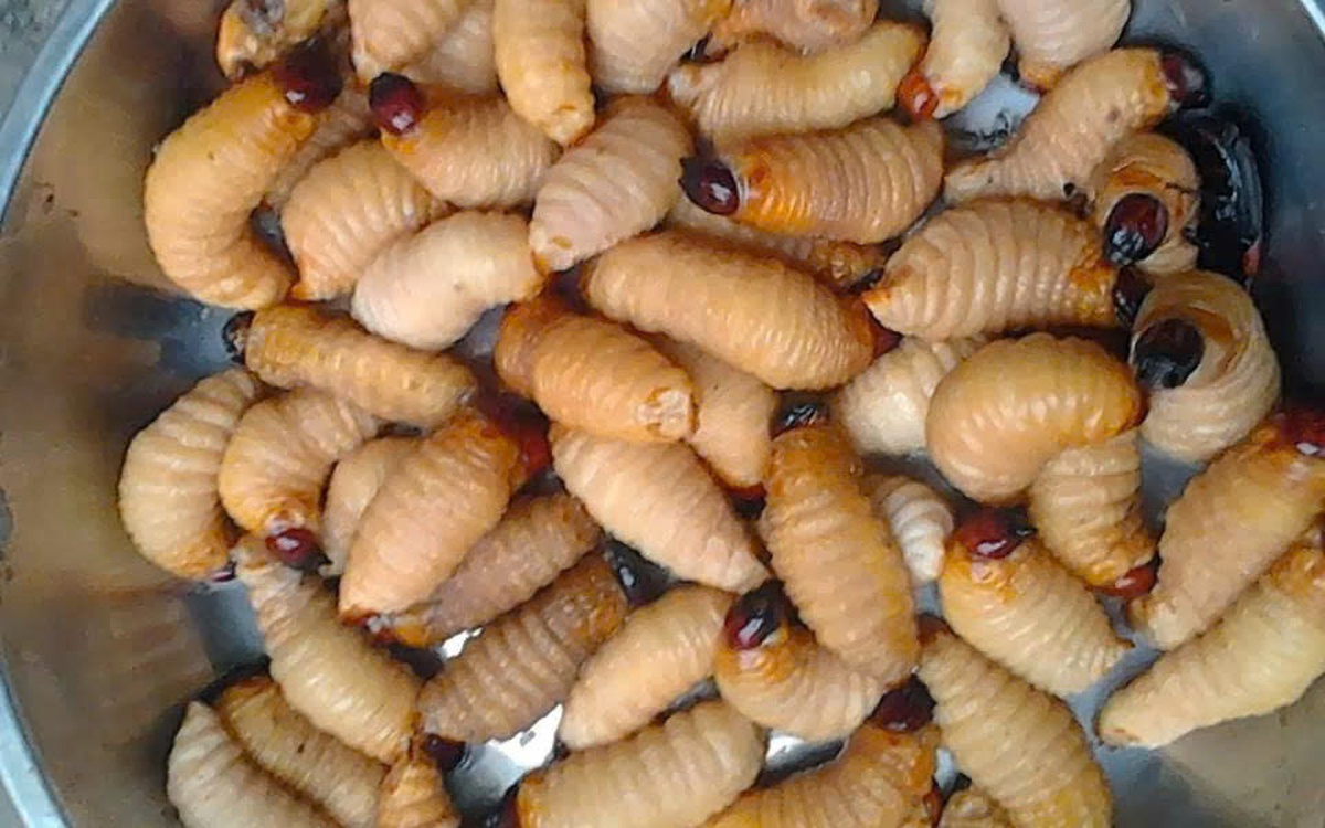 Ngăn chặn việc nuôi, phát tán đuông dừa