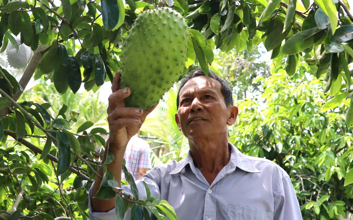 Loại cây chịu hạn, mặn giúp nông dân Cần Thơ 'hái ra tiền'