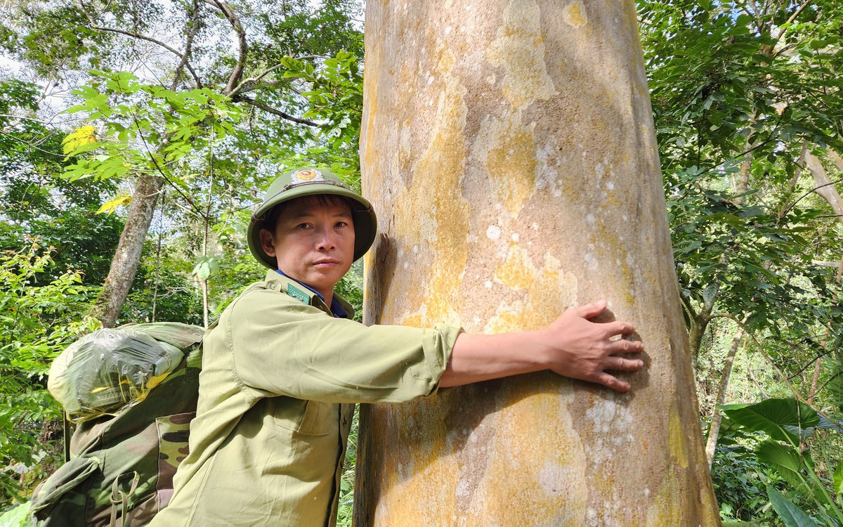 Dưới tán rừng lặng lẽ