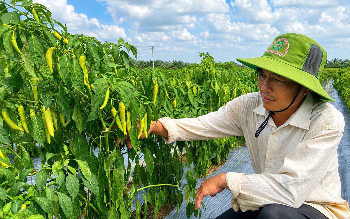 Chỉ cần trồng 10 công ớt, nông dân miền Tây ‘bỏ túi’ trên 500 triệu