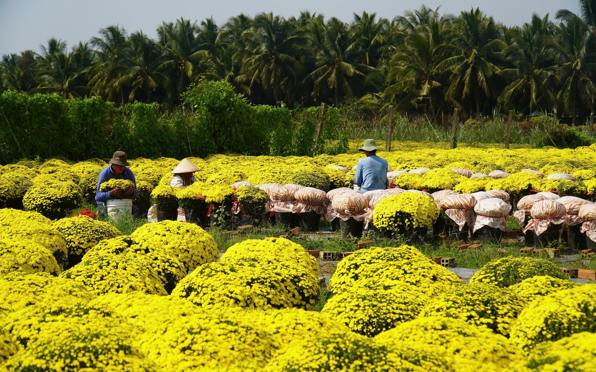 Vĩnh Long thí điểm 'xã thương mại điện tử' bán cây giống, hoa kiểng