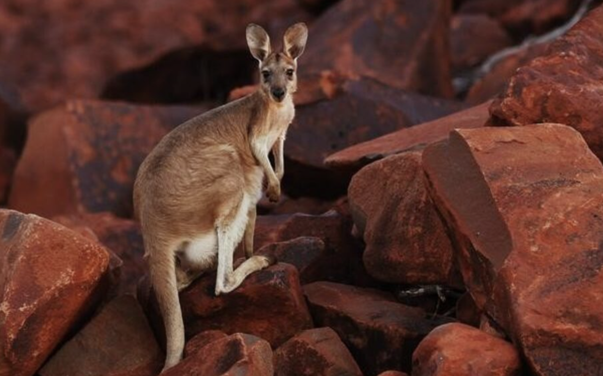 Thịt kangaroo Úc sắp đến Việt Nam, có thể chế biến món gì cho ngon?