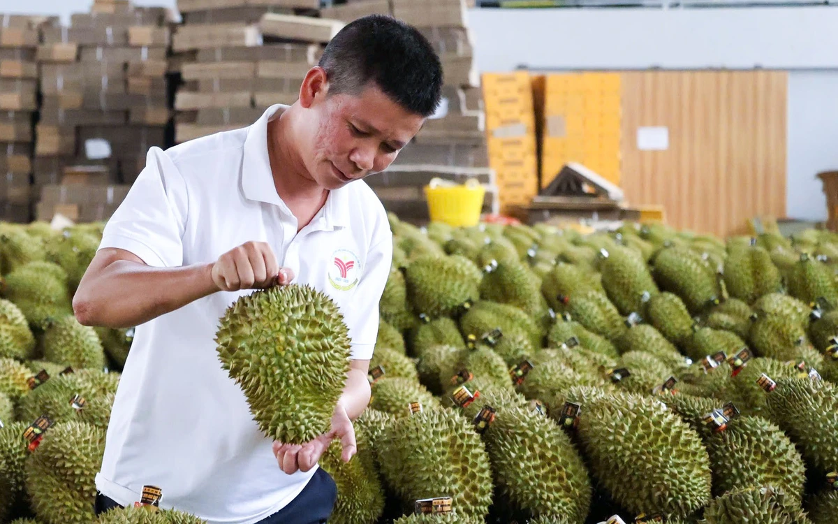 Trung Quốc phê duyệt thêm 567 mã số vùng trồng và cơ sở đóng gói sầu riêng Việt Nam