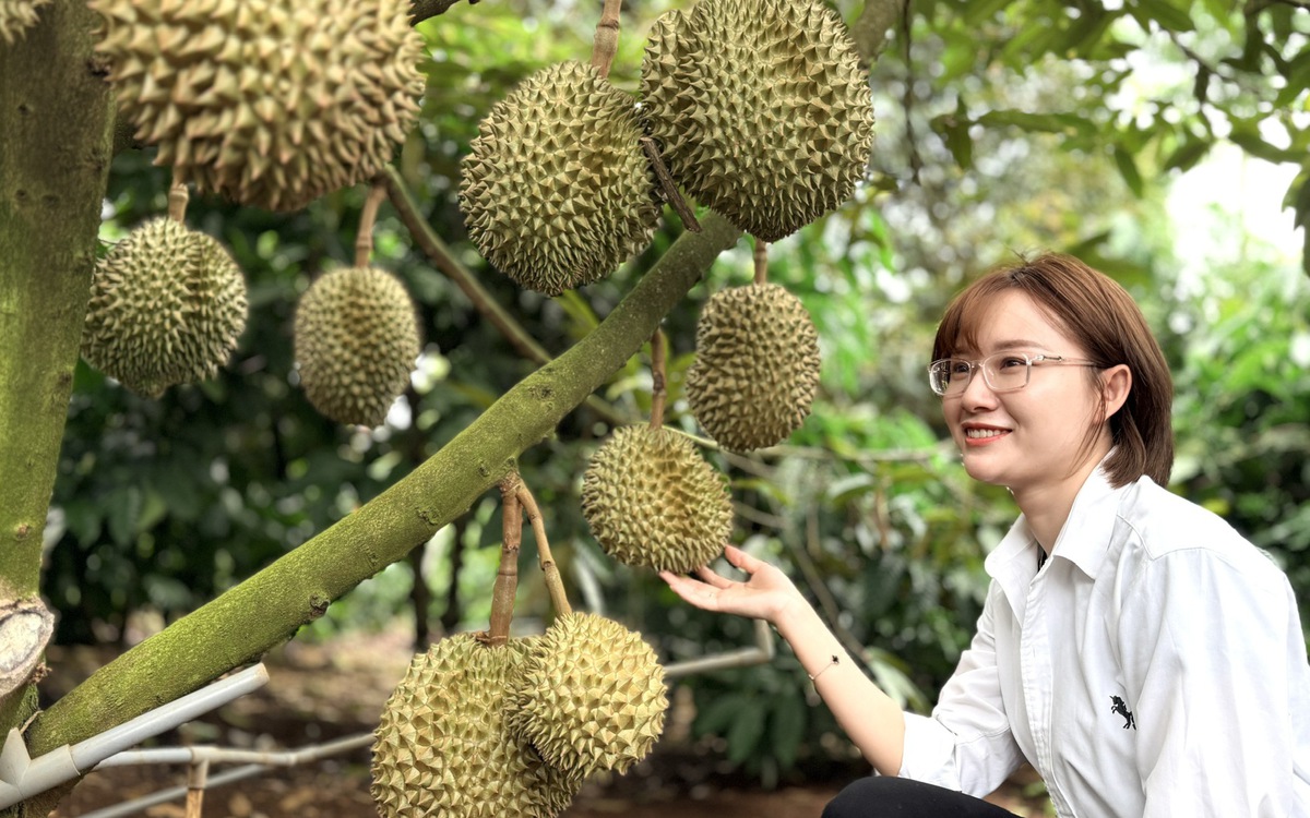 Đắk Lắk kêu gọi tư nhân đầu tư phòng kiểm nghiệm sầu riêng
