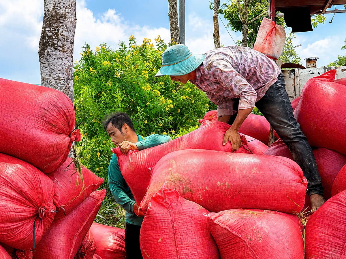 Nông dân miền Tây muốn liên kết hợp tác để ổn định thu nhập từ lúa