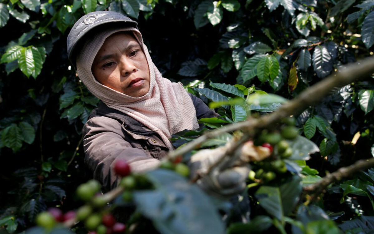 Nông dân Indonesia thoát nghèo nhờ cà phê đặc sản
