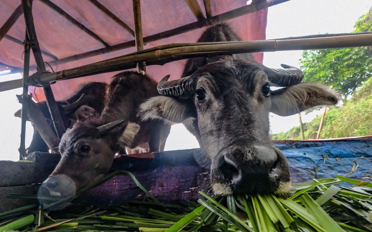 Thịt trâu ở Việt Nam: Nguồn cung chỉ đáp ứng một nửa nhu cầu