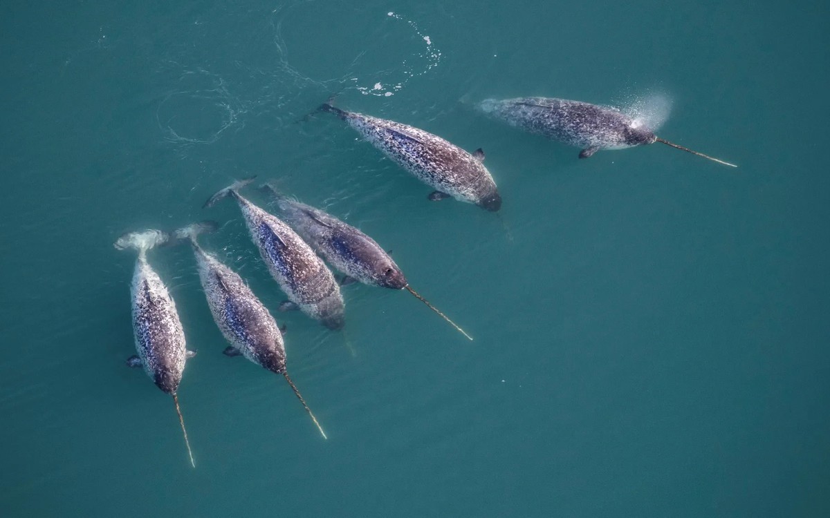 Kỳ lân biển 'đi làm thay' nhà khoa học, phát hiện điều bất ngờ dưới Greenland