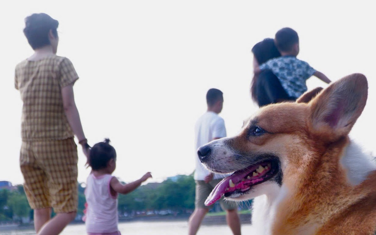 Chó thả rông, không rọ mõm: Phạt đến 2 triệu đồng, ai có quyền xử lý?
