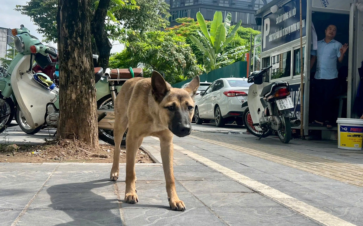 Chó vẫn thả rông, không rọ mõm khắp công viên, chung cư ở Hà Nội dù mức phạt tới 2 triệu đồng