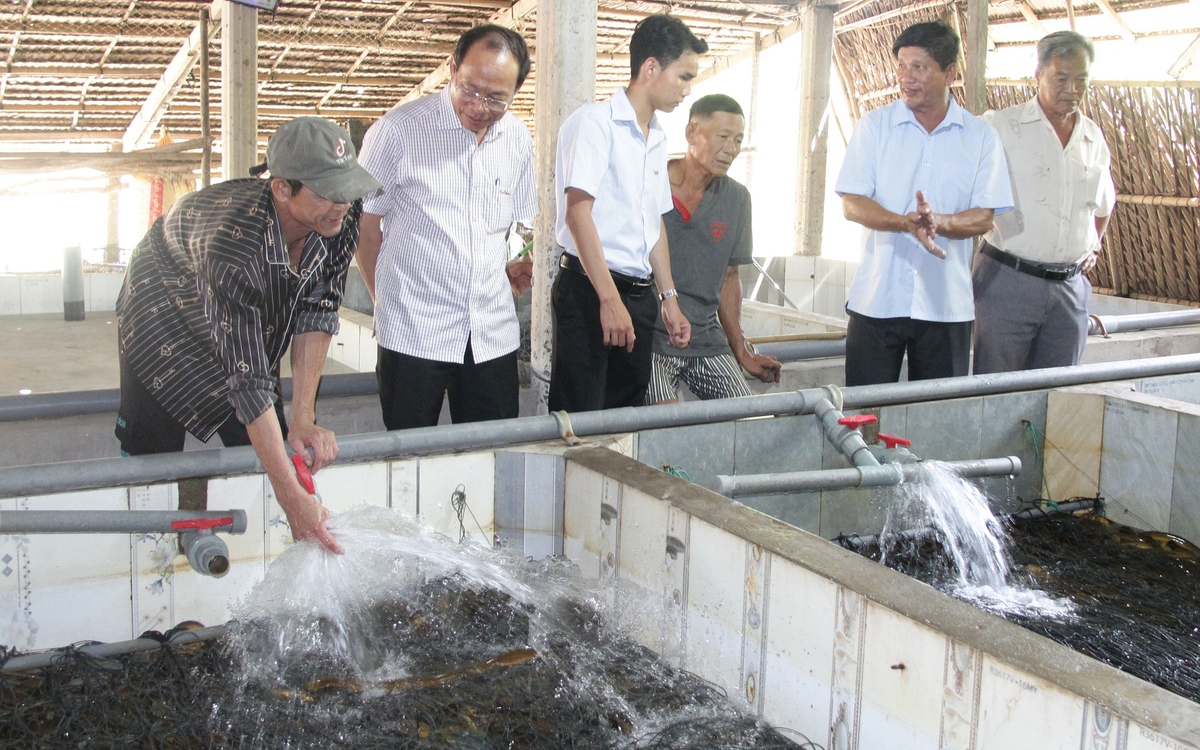 Giá lươn nhích lên nhưng 'đầu ra' vẫn bấp bênh