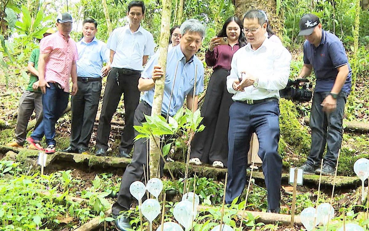 Thành viên của THACO đầu tư dự án trồng sâm Ngọc Linh hơn 12.000 tỉ đồng